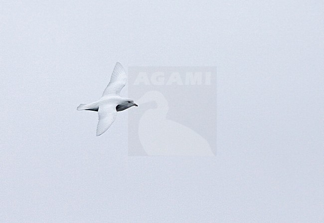 Lesser Snow Petrel flying; Sneeuwstormvogel vliegend stock-image by Agami/Marc Guyt,