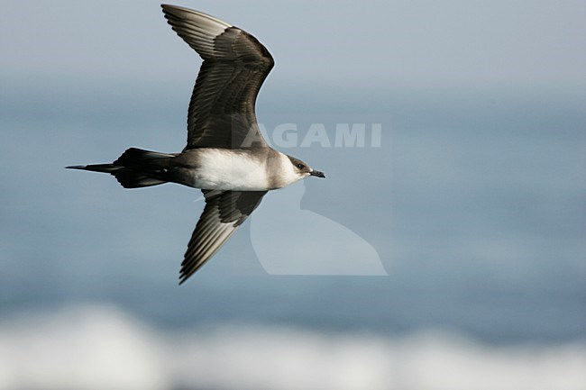 Lichte fase Kleine Jager in vlucht; Light morph Parasitic Jaeger in flight stock-image by Agami/Menno van Duijn,