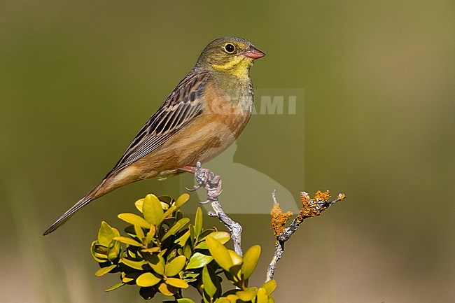 Ortolan Bunting (Emberiza hortulana) in France. stock-image by Agami/Daniele Occhiato,