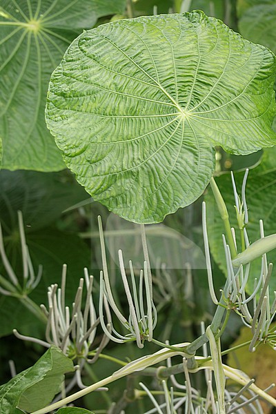 Piper peltatum, an iconic large-leafed tropical plant, at Cocorná, Colombia. stock-image by Agami/Tom Friedel,