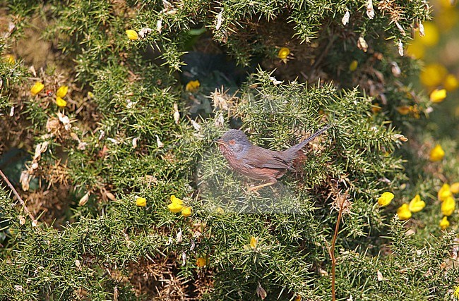 Dartford Warbler (Curruca undata dartfordiensis) adult male in Suffolk, Great Britain stock-image by Agami/Bill Baston,