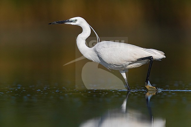 Little Egret (Egretta garzetta) in Italy stock-image by Agami/Daniele Occhiato,
