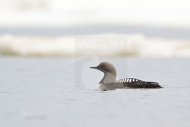 Pacific Loon (Gavia pacifica) in the Hudsonâ€™s Bay near Churchill, Manitoba, Canada. stock-image by Agami/Glenn Bartley,