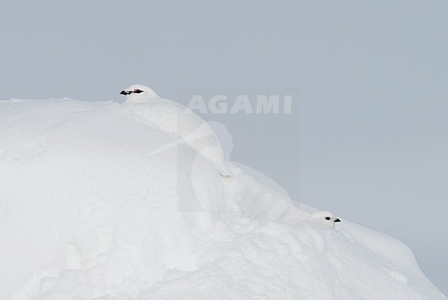 Alpensneeuwhoen in de sneeuw, Rock Ptarmigan in the snow stock-image by Agami/Markus Varesvuo,