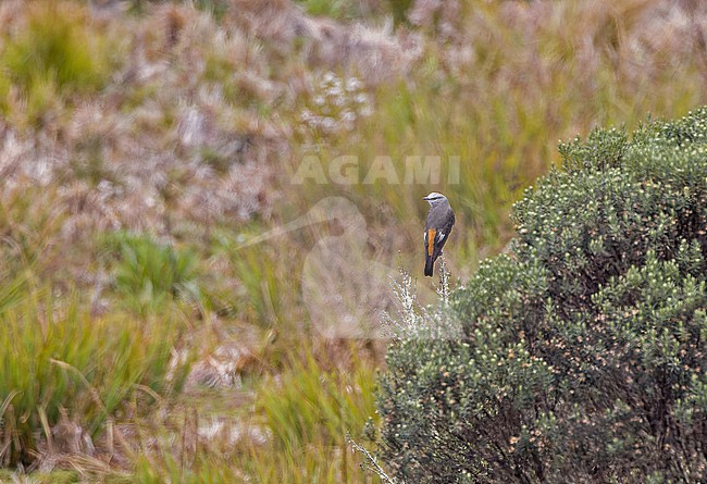 Red-rumped Bush Tyrant (Cnemarchus erythropygius) in Colombia. stock-image by Agami/Pete Morris,