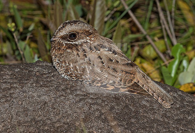 White-winged Nightjar (Eleothreptus candicans) in Paraguay. stock-image by Agami/Pete Morris,