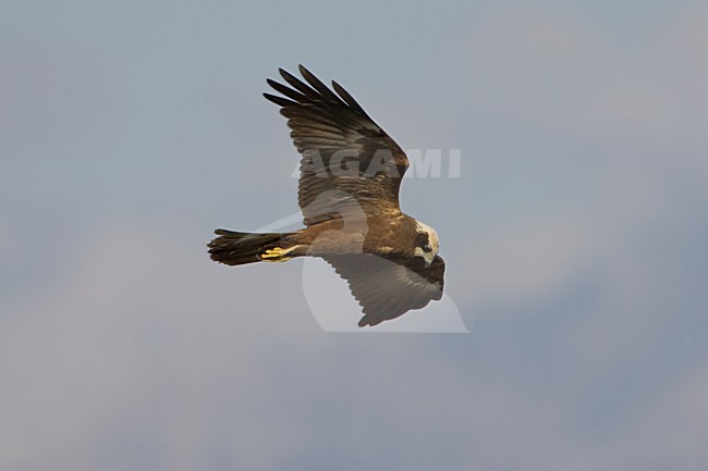 Vrouwtje Bruine Kiekendief in vlucht; Female Western Marsh Harrier in flight stock-image by Agami/Daniele Occhiato,