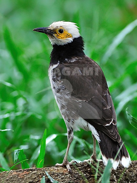 Black-collared Starling (Gracupica nigricollis) standing in green grass. stock-image by Agami/Alex Vargas,