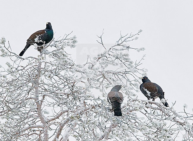 Three male Western Capercaillies (Tetrao Urogallus) perched in a frost covered tree near Salla in northern Finland during cold winter. stock-image by Agami/Markus Varesvuo,