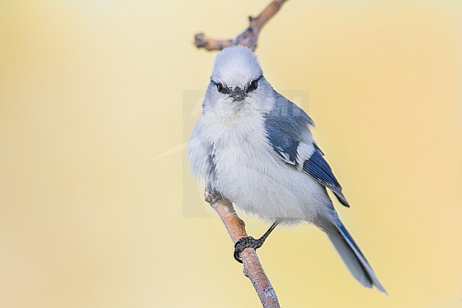 Azure Tit - Lasurmeise - Cyanistes cyanus, Kazakhstan, adult male stock-image by Agami/Ralph Martin,