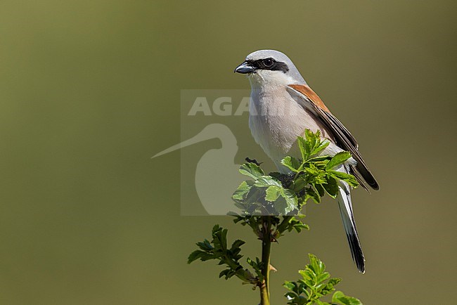 Red-backed Shrike (Lanius collurio), side view of an adult male perched on a Dog Rose, Abruzzo, Italy stock-image by Agami/Saverio Gatto,