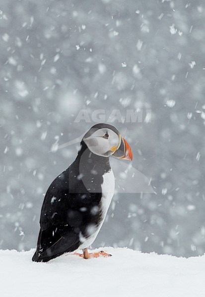 Papegaaiduiker in sneeuwstorm; Atlantic Puffin in snow blizzard stock-image by Agami/Markus Varesvuo,
