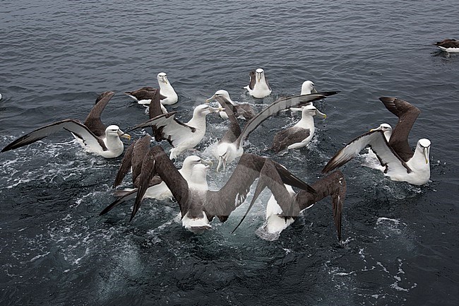 A group of White-capped Albatross is fighting for some fish cuts just outside Stewart Island, New Zealand. stock-image by Agami/Jacob Garvelink,