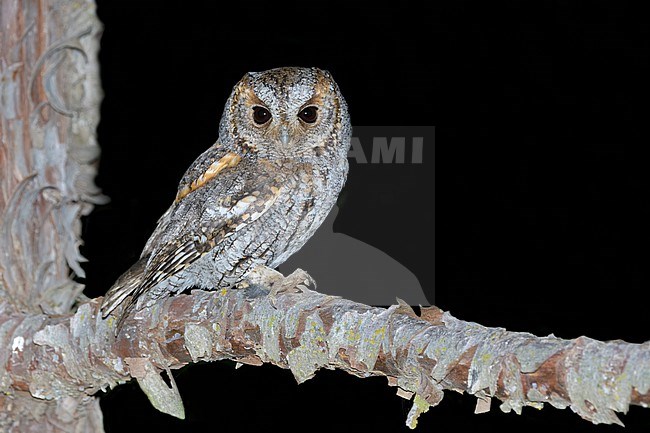 Flammulated Owl, Psiloscops flammeolus, in the United States. stock-image by Agami/Brian E Small,