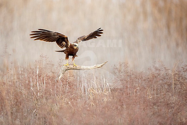 Female Western Marsh Harrier (Circus aeruginosus) balancing on a wooden branch sticking out of a reedbed near Toledo in Spain. stock-image by Agami/Oscar Díez,