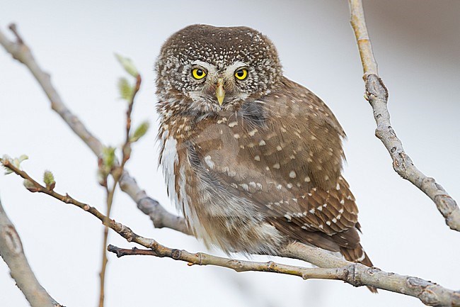 Eurasian Pygmy-Owl - Sperlingskauz - (Glaucidium passerinum ssp. passerinum, Austria, adult stock-image by Agami/Ralph Martin,