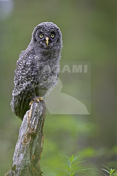 Juvenile Great Grey Owl stock-image by Agami/Jari Peltomäki,