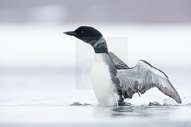 Great Northern Loon (Gavia immer), adult flpping its wings, Northeastern Region, Iceland stock-image by Agami/Saverio Gatto,