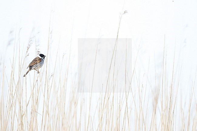 Reed Bunting - Rohrammer - Emberiza schoeniclus ssp. schoeniclus, Germany (Schleswig-Holstein), male, adult stock-image by Agami/Ralph Martin,