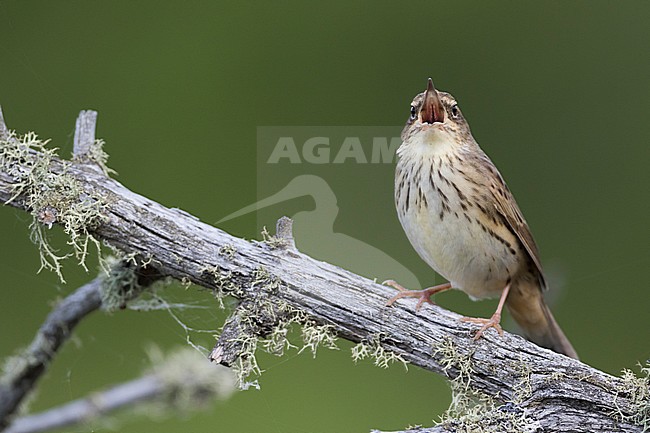 Lanceolated Warbler - Strichelschwirl - Locustella lanceolata ssp. lanceolata, Russia stock-image by Agami/Ralph Martin,