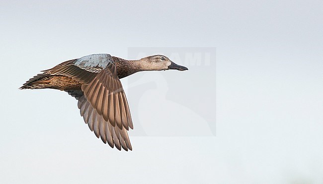 Blue-winged Teal in flight stock-image by Agami/Ian Davies,