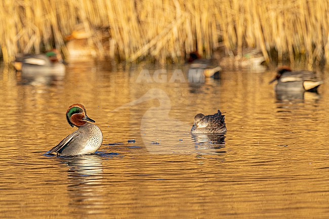  stock-image by Agami/Menno van Duijn,