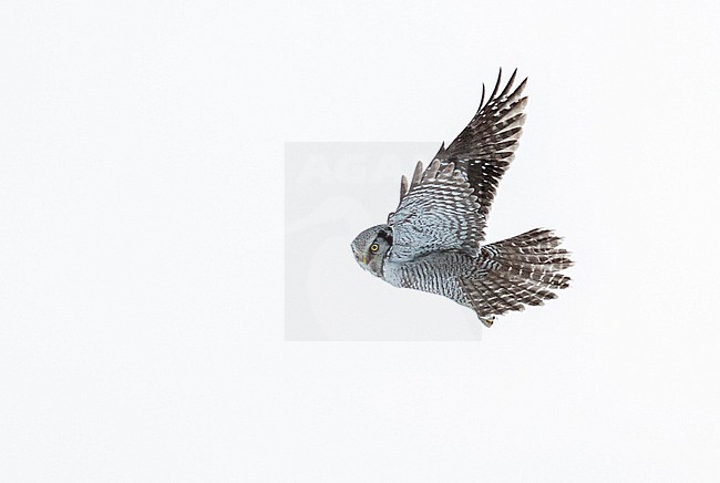 Hunting Northern Hawk Owl (Surnia ulula) during cold winter in Kuusamo, Finland. stock-image by Agami/Marc Guyt,