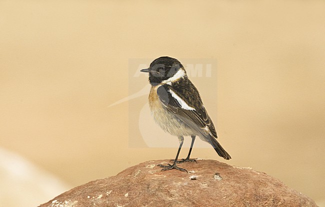 Roodborsttapuit, European Stonechat, Saxicola rubicola stock-image by Agami/Marc Guyt,