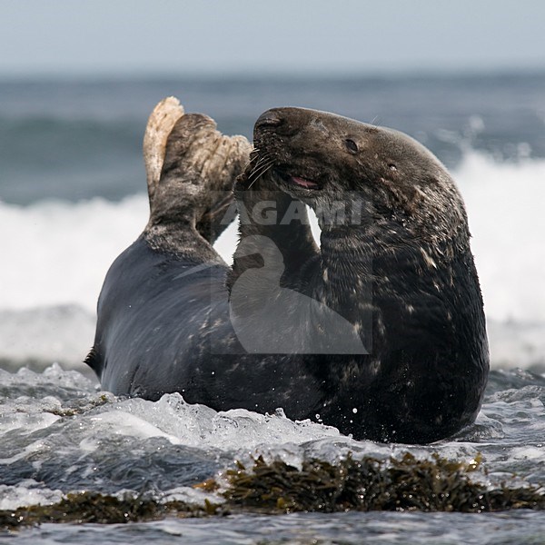 Grijze Zeehond op rotskust; Grey Seal on rocky shore stock-image by Agami/Han Bouwmeester,