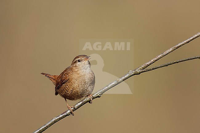 Northern Wren - Zaunkönig - Troglodytes troglodytes ssp. troglodytes, Germany, adult stock-image by Agami/Ralph Martin,