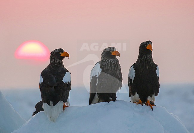 Steller's Sea Eagle, Haliaeetus pelagicus, wintering at Rauso, Hokkaido, Japan. Several eagles sitting together on the drift ice off the coast. stock-image by Agami/Pete Morris,