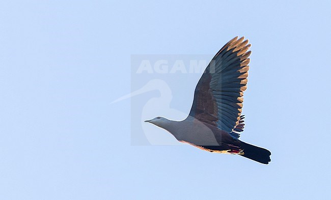 Endemic Chestnut-bellied Imperial-pigeon (Ducula brenchleyi) in flight over Makira, Solomon islands. stock-image by Agami/Marc Guyt,