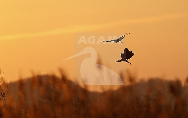 Western Marsh Harrier, Circus aeruginosus, pair at sunriset Lille Vildmose in Denmark. Handing over prey in midair. stock-image by Agami/Helge Sorensen,