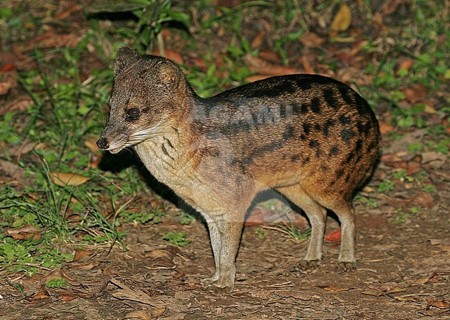 Malagasy or Striped civet (Fossa fossana), also known as the fanaloka or jabady, and endemic to Madagascar stock-image by Agami/Pete Morris,