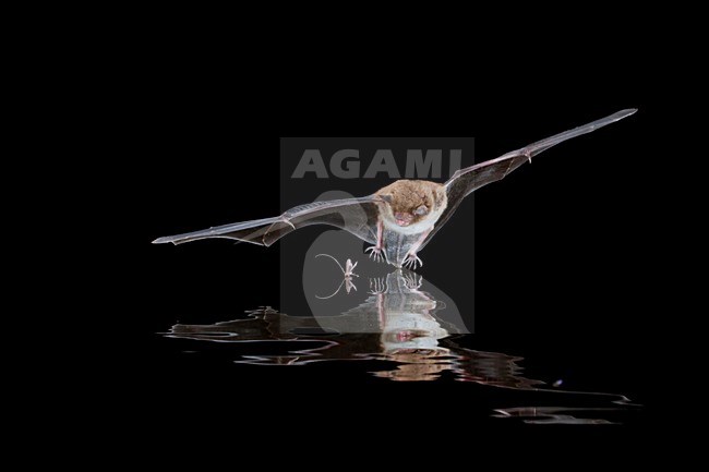 Watervleermuis jagend boven water; Daubentons bat hunting near water stock-image by Agami/Theo Douma,