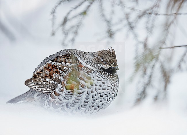 Hazel Grouse (Tetrastes bonasia) during cold winter near Helsinki in Finland. stock-image by Agami/Markus Varesvuo,