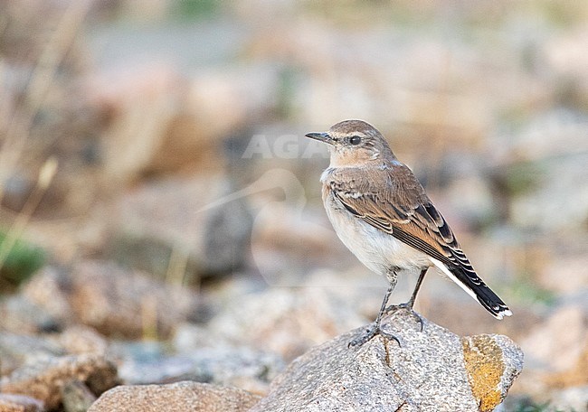 First-winter Seebohm’s Wheatear (Oenanthe seebohmi) in highlands of Morocco during late summer. stock-image by Agami/Marc Guyt,