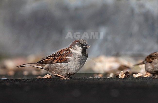 House Sparrow (Passer domesticus) in the Netherlands. stock-image by Agami/Marc Guyt,