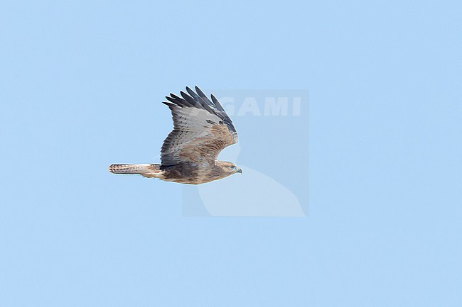 Long-legged Buzzard (Buteo buteo cirtensis) in flight at Cap Blanc, Nouadhibou. Also called Atlas Long-legged Buzzard. stock-image by Agami/David Monticelli,