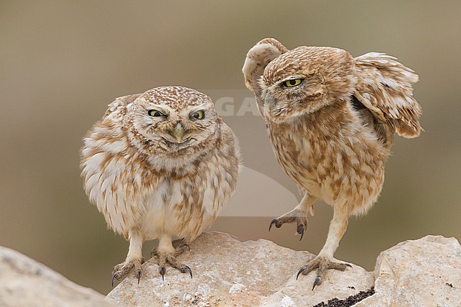 Little Owl - Steinkauz - Athene noctua saharae, Morocco, adult stock-image by Agami/Ralph Martin,