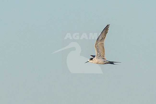 Juvenile White-cheeked Tern (Sterna repressa) in flight off Eilat, Israel. stock-image by Agami/Yoav Perlman,