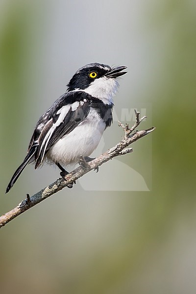 Singing male Angola Batis (Batis minulla) perched on a branch in Angola. stock-image by Agami/Dubi Shapiro,