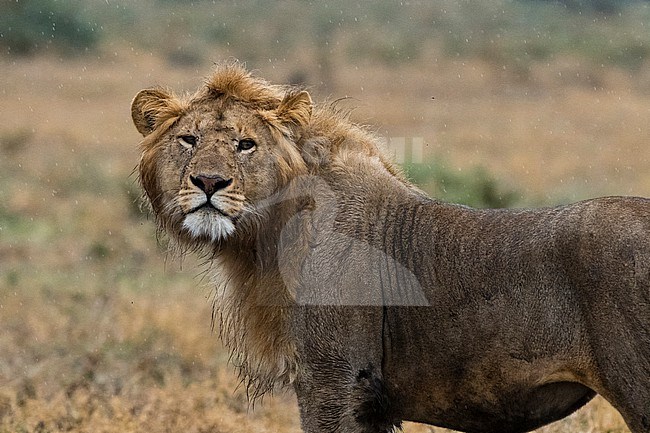 Portrait of a male lion Panthera leo, under the rain. Ndutu, Ngorongoro Conservation Area, Tanzania. stock-image by Agami/Sergio Pitamitz,