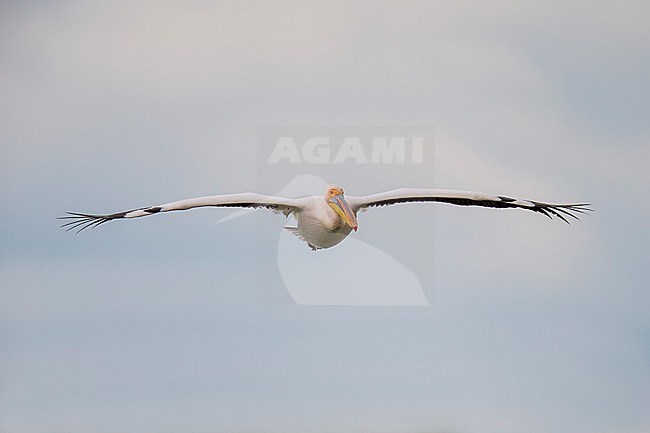 Great White Pelica (Pelecanus onocrotalus) flying in danub delta. stock-image by Agami/Marcel Burkhardt,
