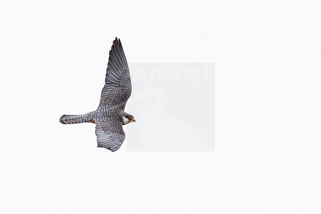 adult female Amur falcon (Falco amurensis) in flight, found in Dornod Aimag in Mongolia stock-image by Agami/Mathias Putze,