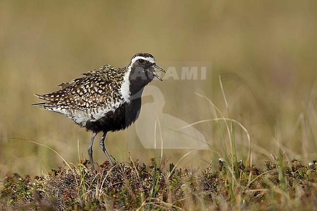 Adult male Pacific Golden Plover () in breeding plumage standing on the tundra of Seward Peninsula, Alaska, USA. stock-image by Agami/Brian E Small,