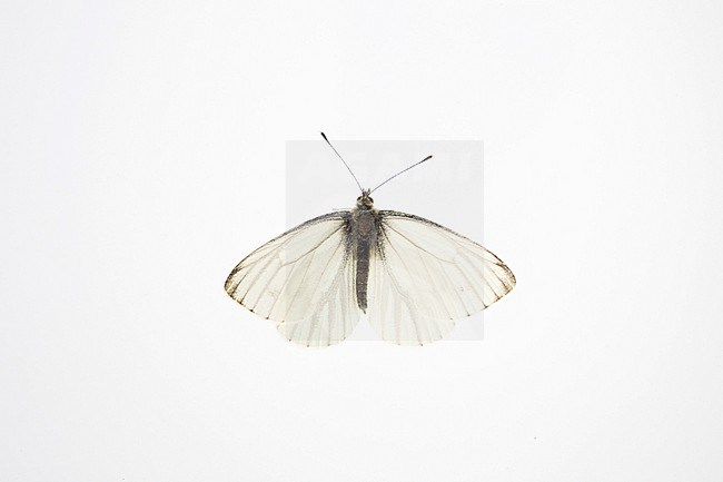 Green-veined White (Pieris napi) stock-image by Agami/Theo Douma,