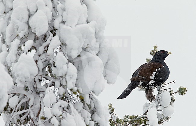 Capercaillie (Tetrao urogallus) Kuusamo Finland January 2013 stock-image by Agami/Markus Varesvuo,