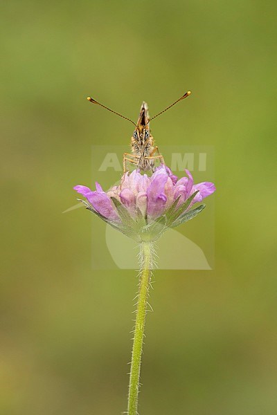 Zilveren maan; Small Pearl-bordered Fritillary; stock-image by Agami/Walter Soestbergen,
