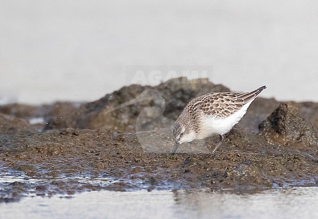 Immature Semipalmated Sandpiper (Calidris pusilla) at Cabo da Praia Quarry, Terceira, Azores, Portugal. stock-image by Agami/Marc Guyt,